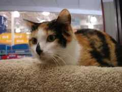 purrfectcats.org Phoena