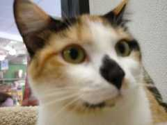 purrfectcats.org Phoena