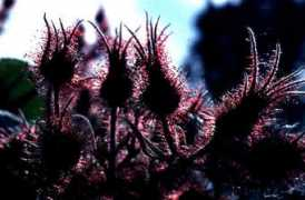 sun.ars-grin.gov Phoenic
