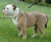 ucadogs.com Phoenixs