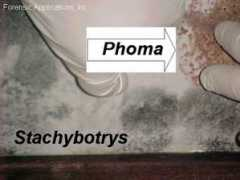 home2spec.com Phoma