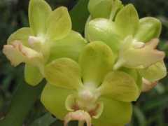 nattsorchids.com Photisan