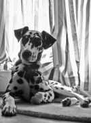 photoforum.ru Photomodel