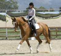 davidblakedressage.com Phox