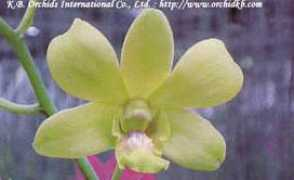 orchidkb.com Phran