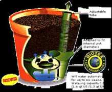 Phrea