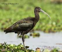 orientalbirdimages.org Phukan