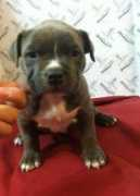 blackacrebulls.com Phylis