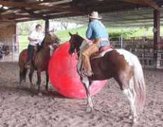 reisranch.com Phylliss