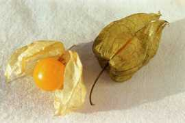 Physalis