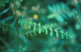 Phyte