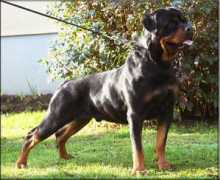 denalirottweilers.com Phyton