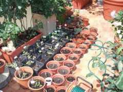 rosemania.it Piantine