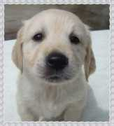 lovinghearts.ch Piara