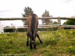 chevalblog.com Picane
