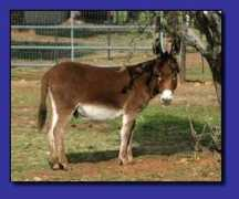 whenlildonkeysflyranch.com Picaso