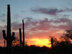 dirty.as.arizona.edu Pichaco