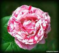 rosegathering.com Pichard