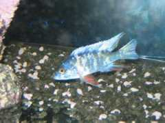 cichlids.com Pichas
