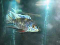 cichlids.com Pichas