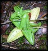 chilebosque.cl Pichil
