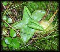 chilebosque.cl Pichil