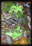 chilebosque.cl Pichil