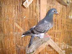 columbacanaria.com Pichona