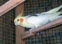 Picka