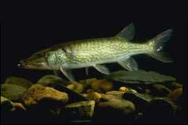 factbook.org Pickerel