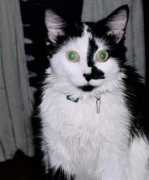 funnypetpictures.com Pickie