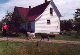 davidpmanning.com Pictou