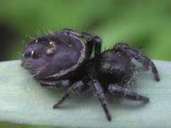 bugguide.net Pider