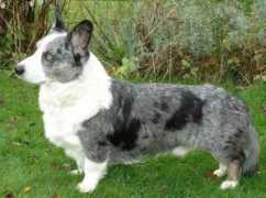 cardicommentary.de Piears