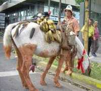 amcostarica.com Piedades