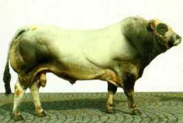 eng.agraria.org Piemontese