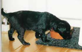 kennel-dezwartefruinen.nl Pientje