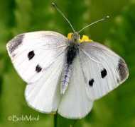 butterfliesandmoths.org Pieris