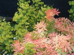 sunartview.co.uk Pierris