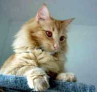gotpetsonline.com Piferrer