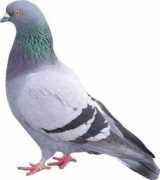 topnews.in Pigeon