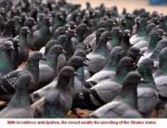 capnbob.us Pigeons