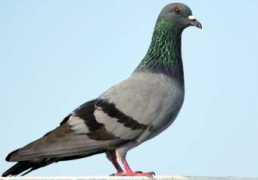 blog.lefigaro.fr Pigeons