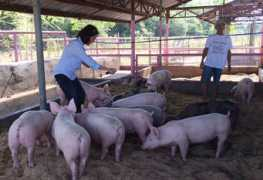 Piggery