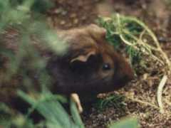 jsite.com Piggies