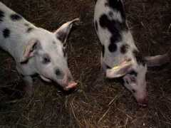 plume.dk Piglets