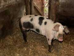 plume.dk Piglets