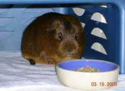 guineapigsrainbow.org Pigloo