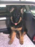 Piira