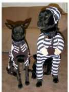 cute-pets.net Pijamas